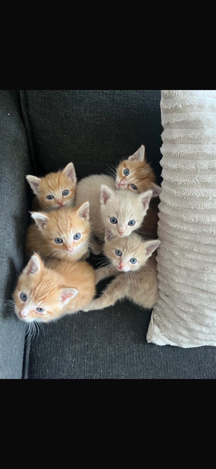 Kittens te koop, Meerdere dieren, Kortharig, 0 tot 2 jaar