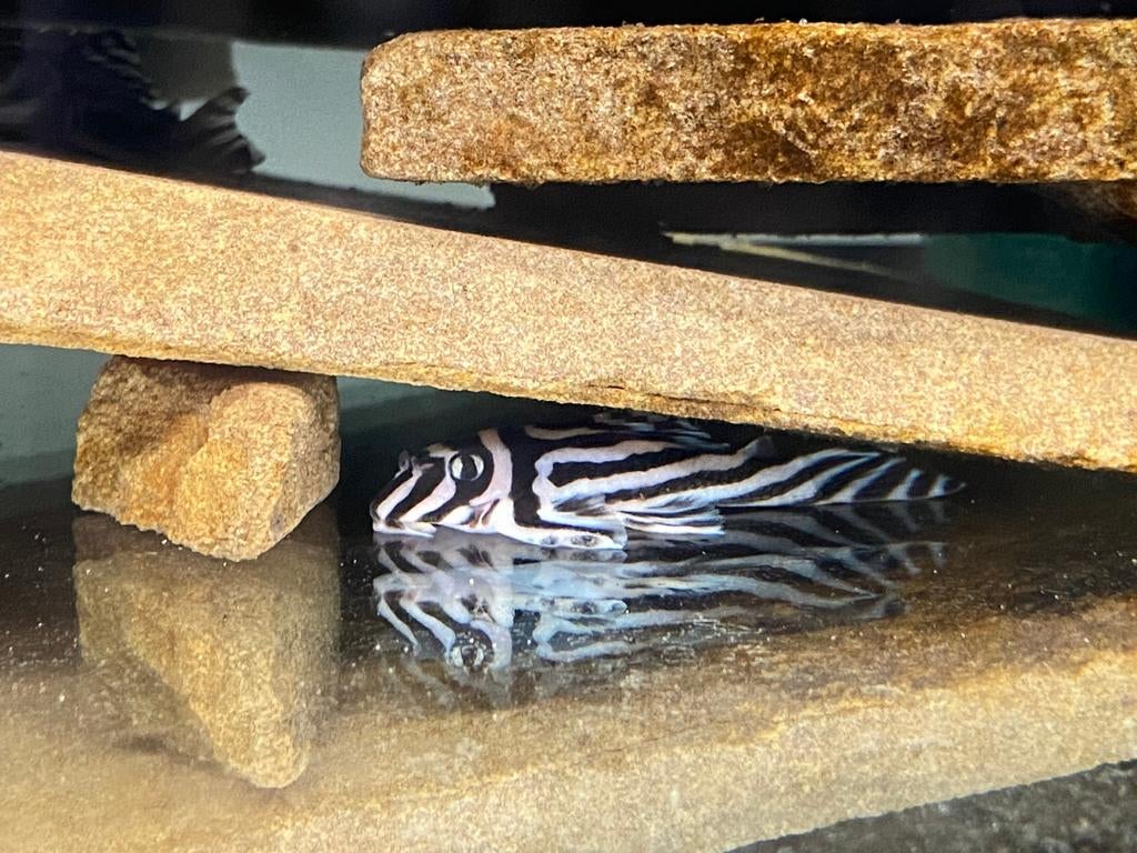 Hypancistrus Zebra L046 pleco (3-3,5 cm), Dieren en Toebehoren, Vissen | Aquariumvissen, Vis
