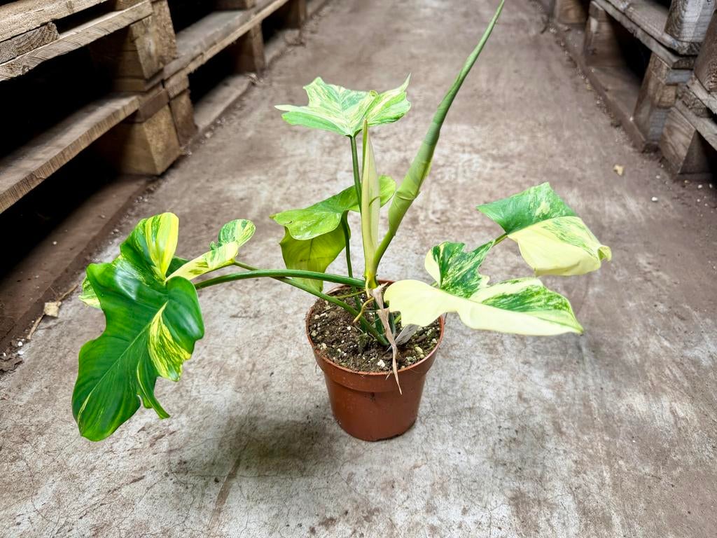 Philodendron Florida Beauty x Mayoi p12, Ophalen of Verzenden