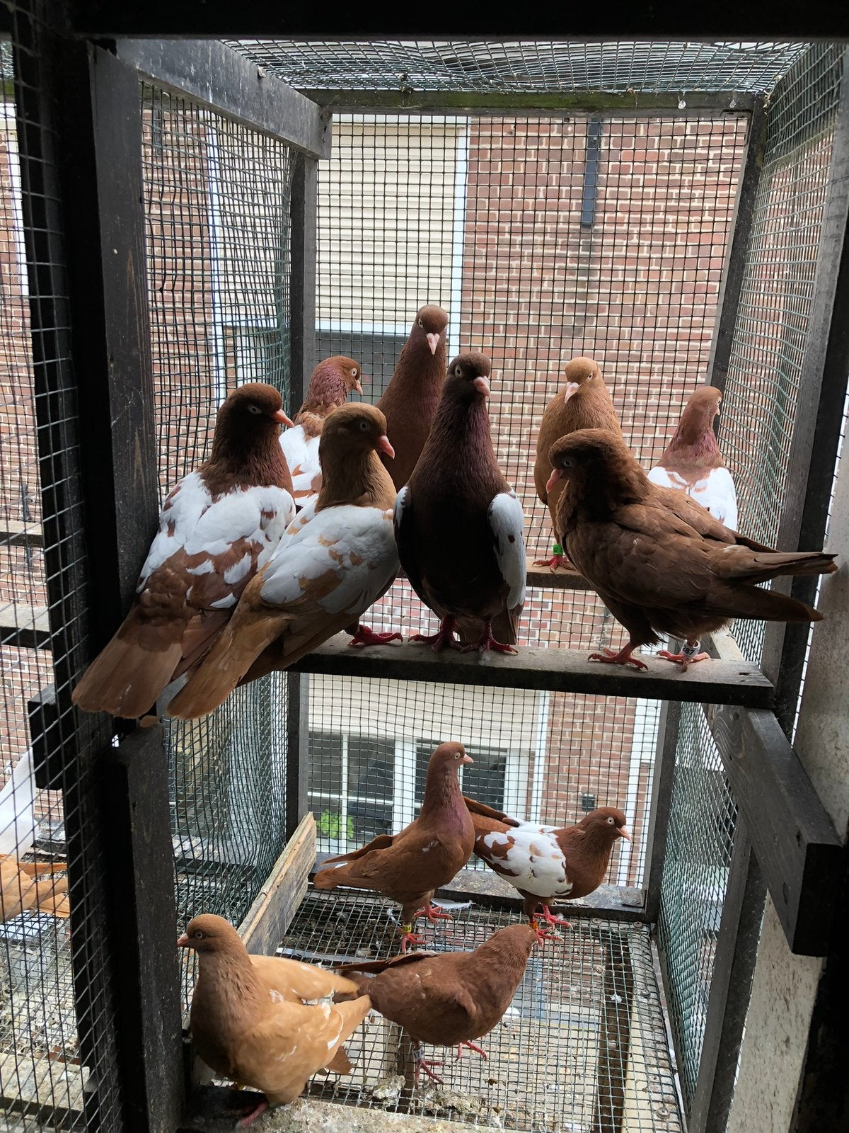 8 duivinnen Nederlandse hoogvliegers, Dieren en Toebehoren, Vogels | Duiven, Vrouwelijk, Overige soorten