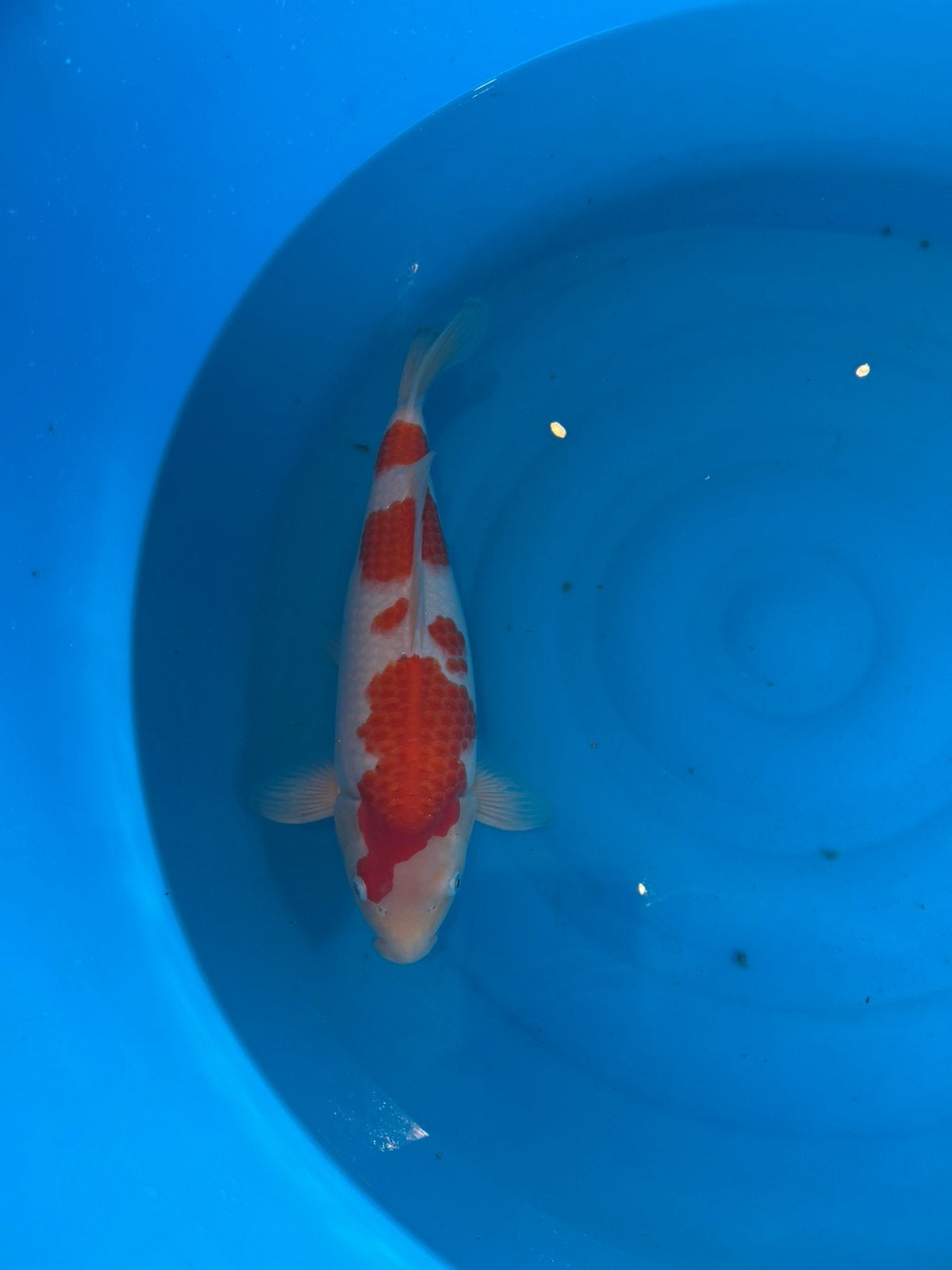 Kohaku Yoshino., Dieren en Toebehoren, Karper of Koi