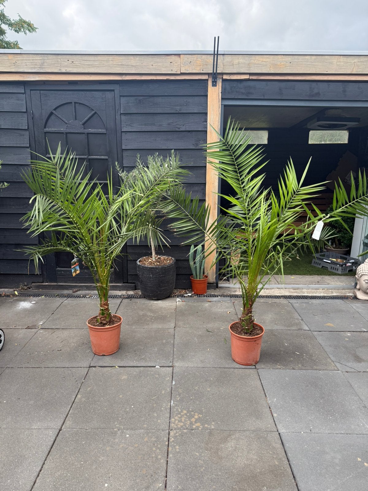 Phoenix Canariensis - 🌴🌴 Canarische dadel palmboom 160 cm, Volle zon, Vaste plant, Bloeit niet, Ophalen