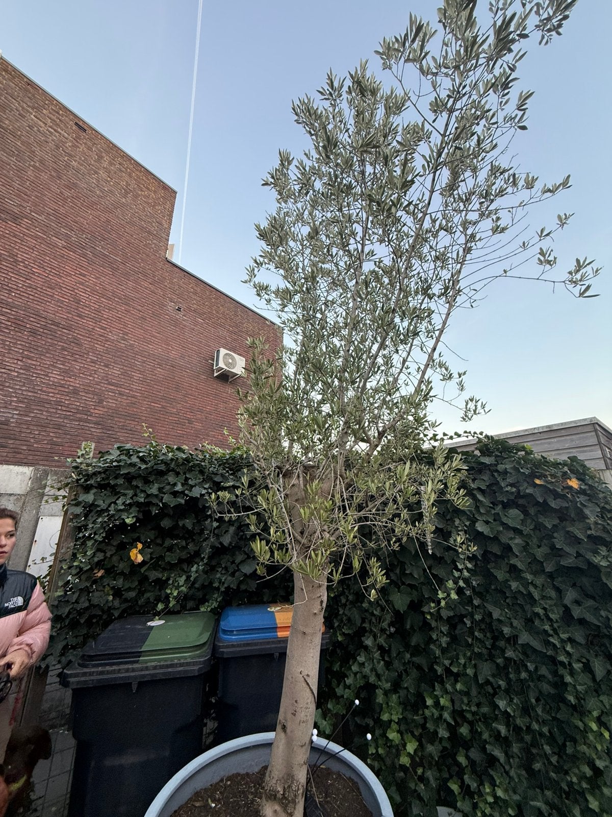 Olijfboom, prachtig, 3 meter hoog en in perfecte conditie, Tuin en Terras, Bloeit niet, Olijfboom, 250 tot 400 cm, Ophalen