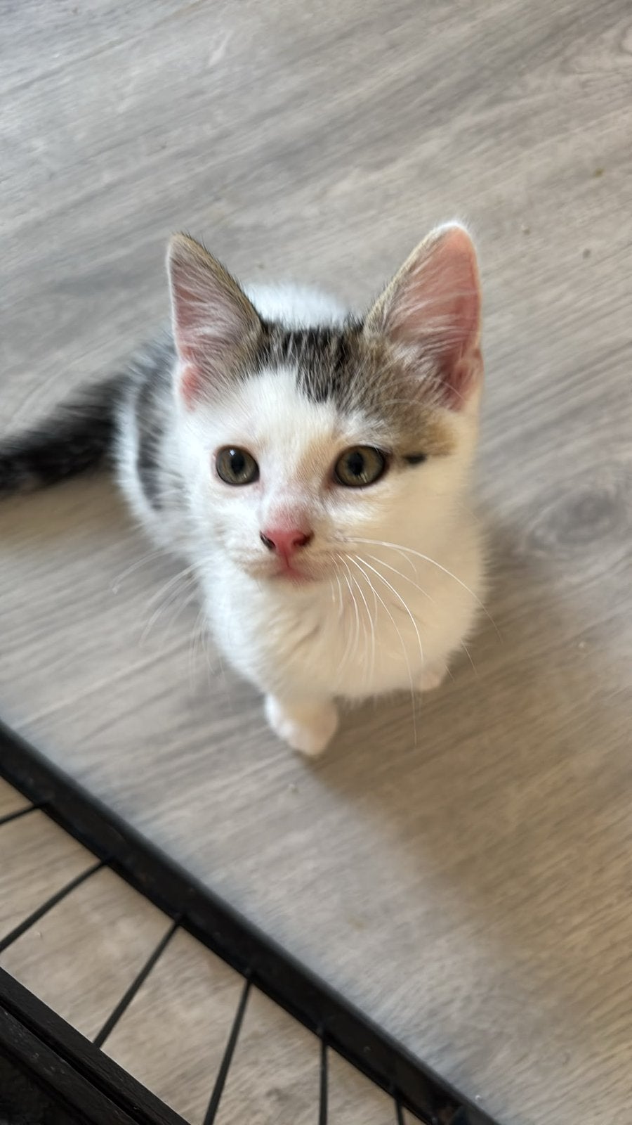 Nog 2 prachtige en superlieve kittens, Meerdere dieren