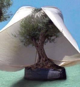 Winterbescherming voor Palmboom, Olijfboom en Vijgenboom, Tuin en Terras, Planten | Bomen, Bloeit niet, Ophalen of Verzenden, 100 tot 250 cm