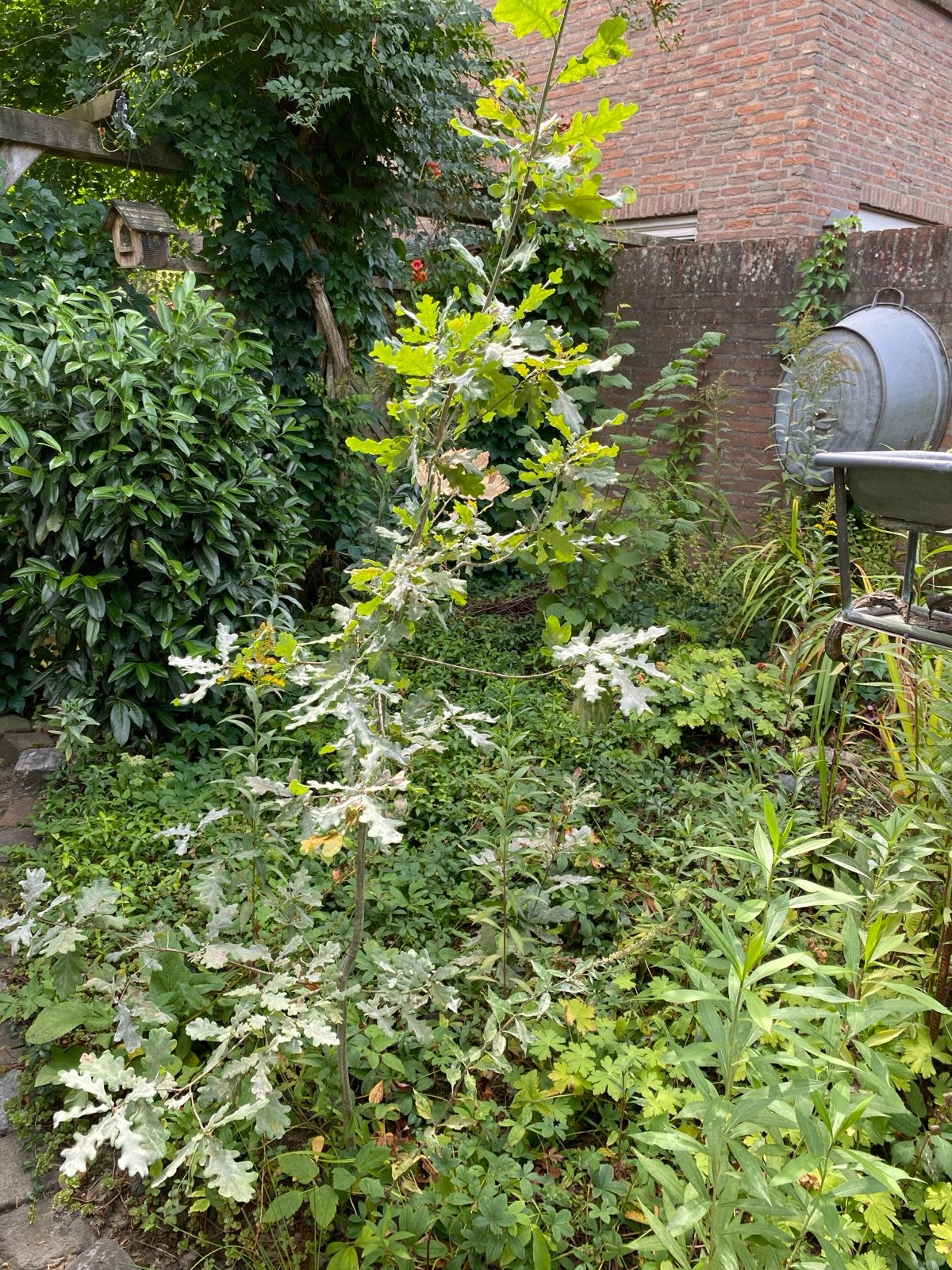Jonge Eikenboom  2 meter, Tuin en Terras, Planten | Bomen, Overige soorten, Lente, 100 tot 250 cm, Ophalen