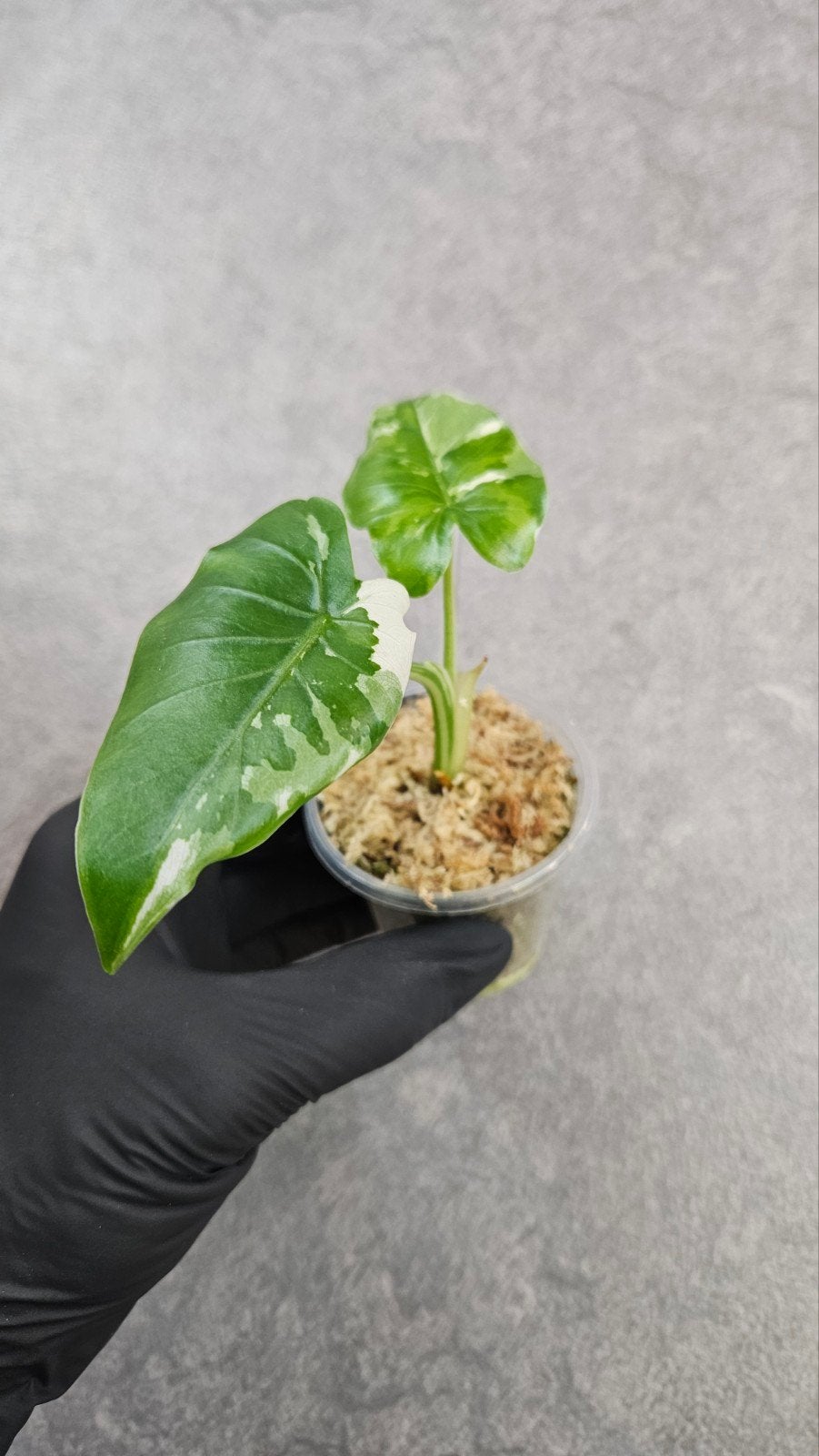 Alocasia Okinawa Silver Variegata, Ophalen of Verzenden, Halfschaduw, Minder dan 100 cm