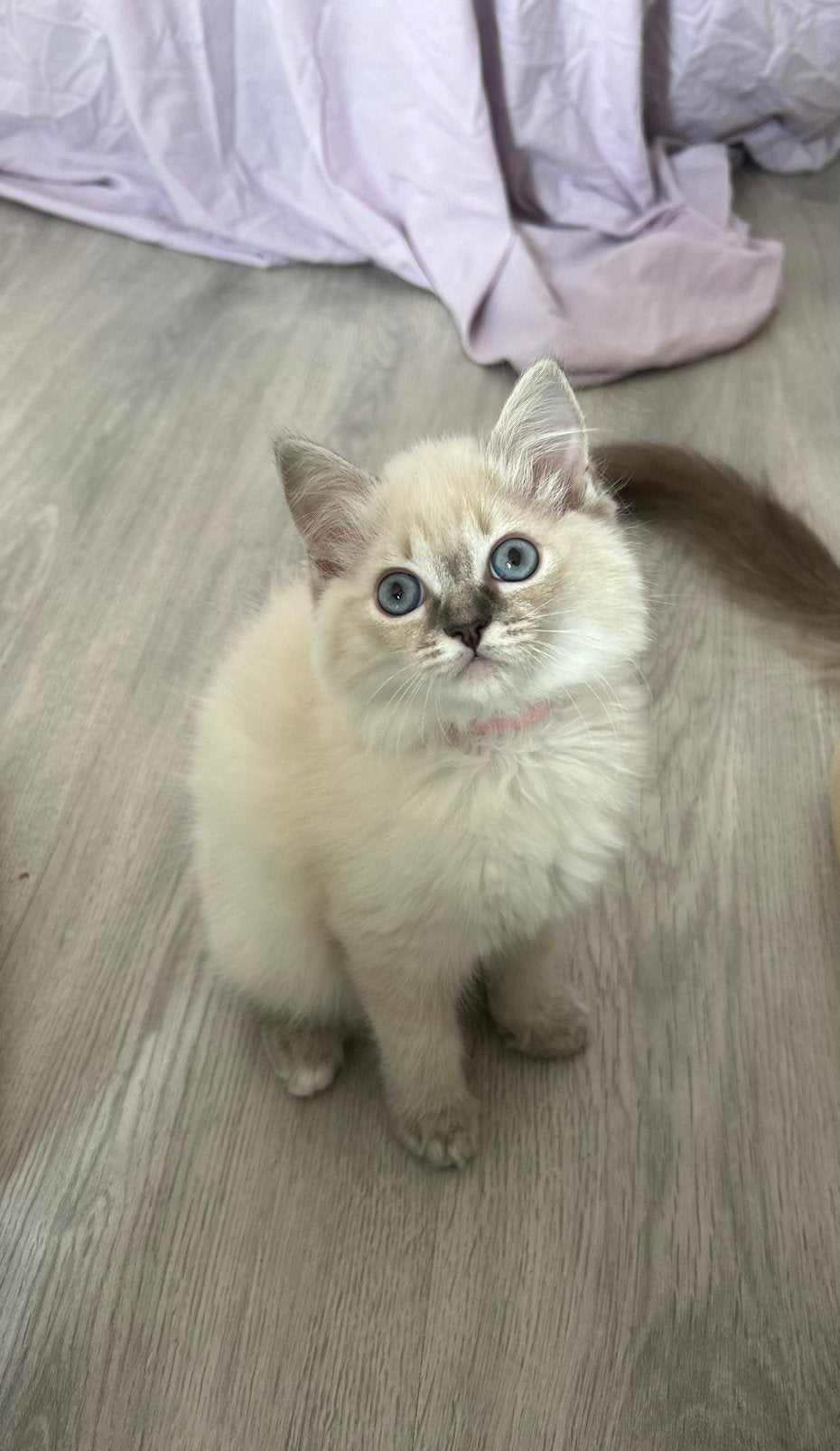 Nog 1 prachtige Ragdoll kitten te koop!Mag over 2 weken weg!, Poes, Ontwormd