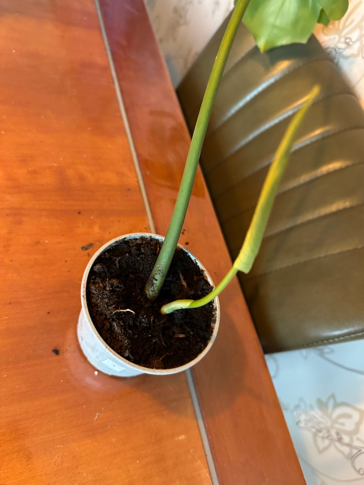 Monstera Deliciosa stekje -#3, Ophalen, Overige soorten, Halfschaduw, Minder dan 100 cm