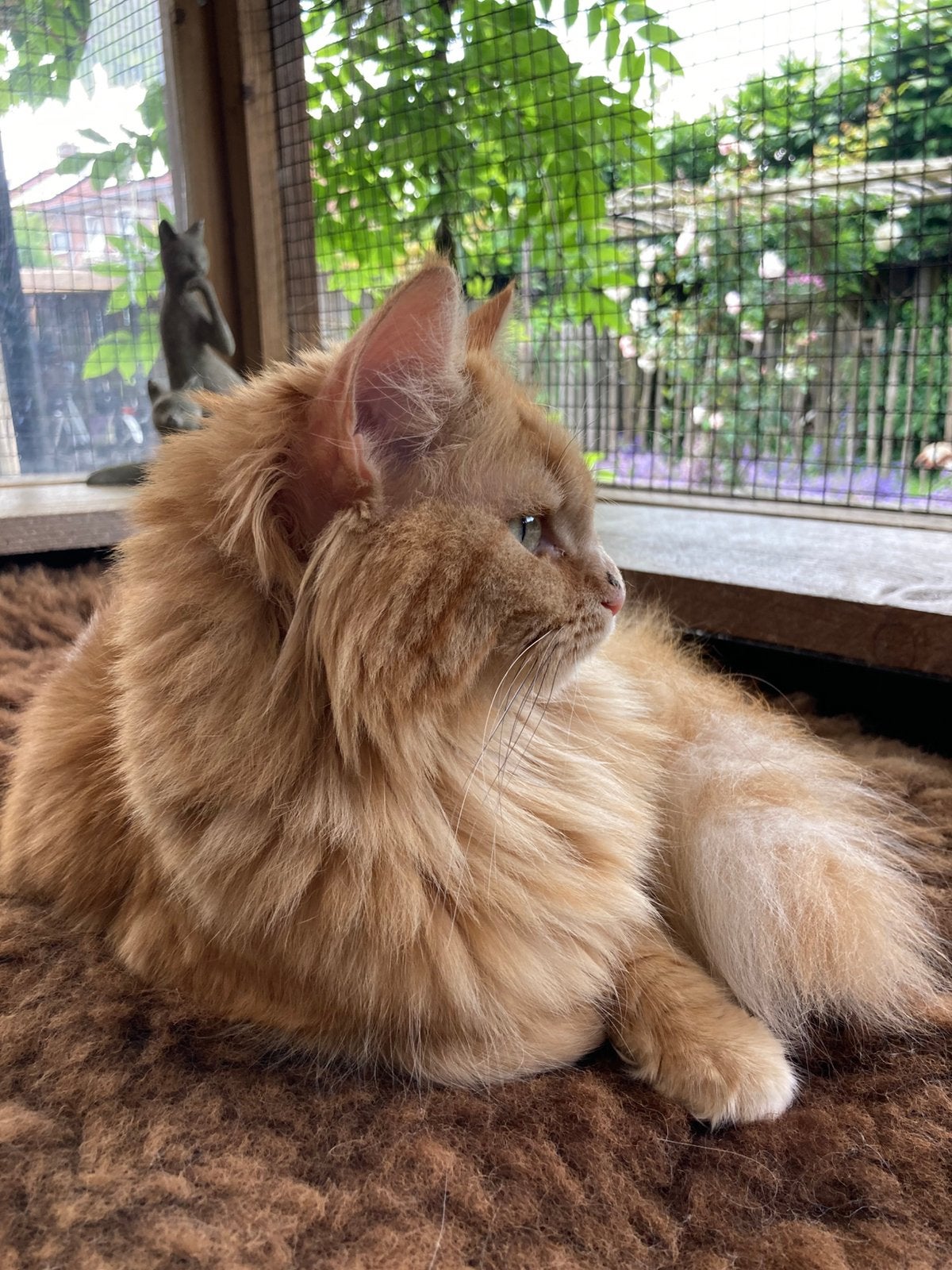 Kleine lieve maine coon, Poes, Gechipt, 3 tot 5 jaar