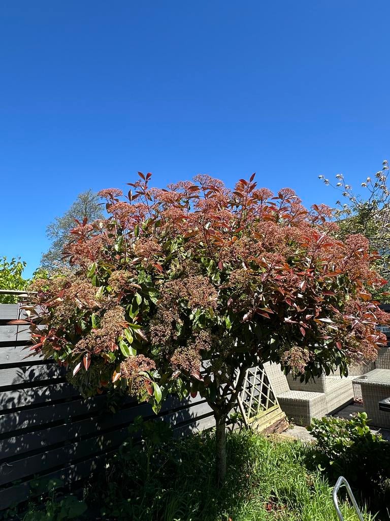 Twee Photinia fraseri 'Red Robin' bomen - zelf uitgraven, Overige soorten, Lente, 250 tot 400 cm, Ophalen