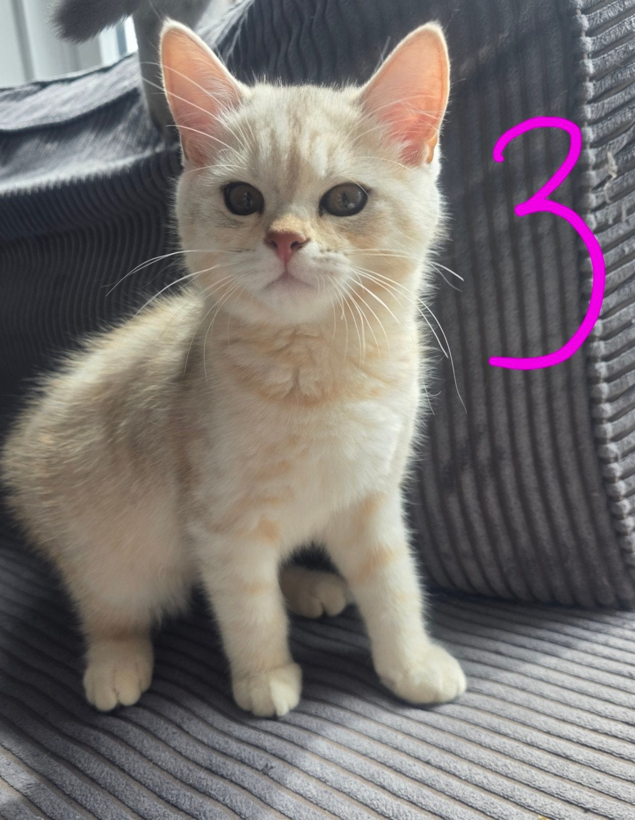 Britse korthaar kittens mag gelijk mee, Meerdere dieren, Ontwormd, 0 tot 2 jaar