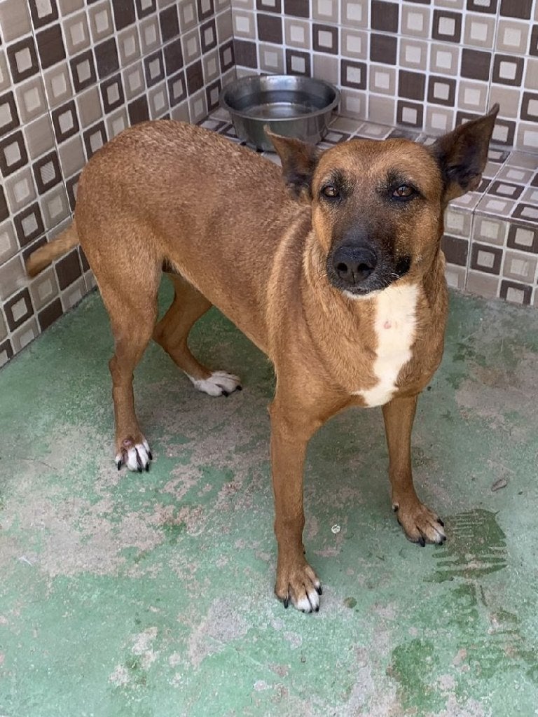 ACE: Hazel is een goede en stabiele metgezel, Dieren en Toebehoren, Honden | Niet-rashonden, Particulier, 1 tot 2 jaar, Buitenland