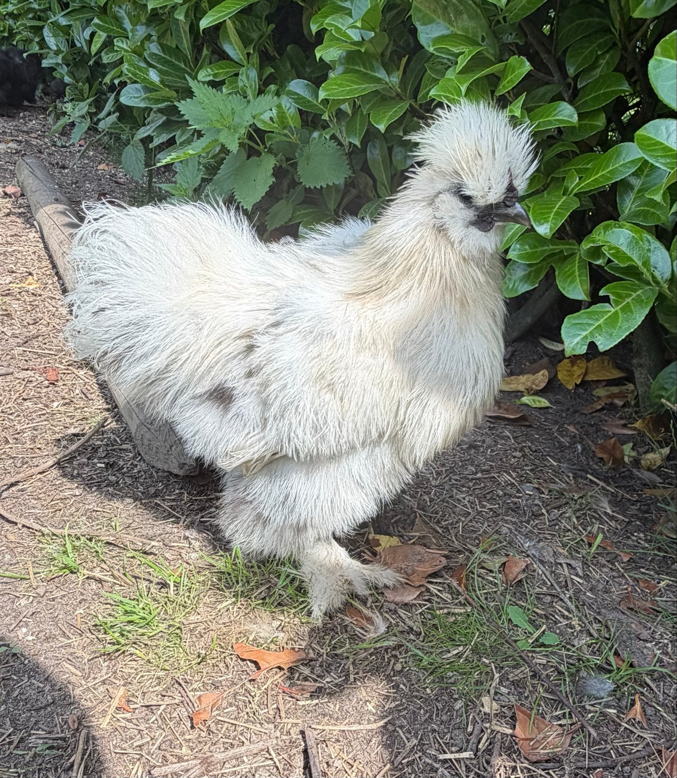 Mooie USA zijdehoen haan, Dieren en Toebehoren, Pluimvee, Mannelijk, Kip