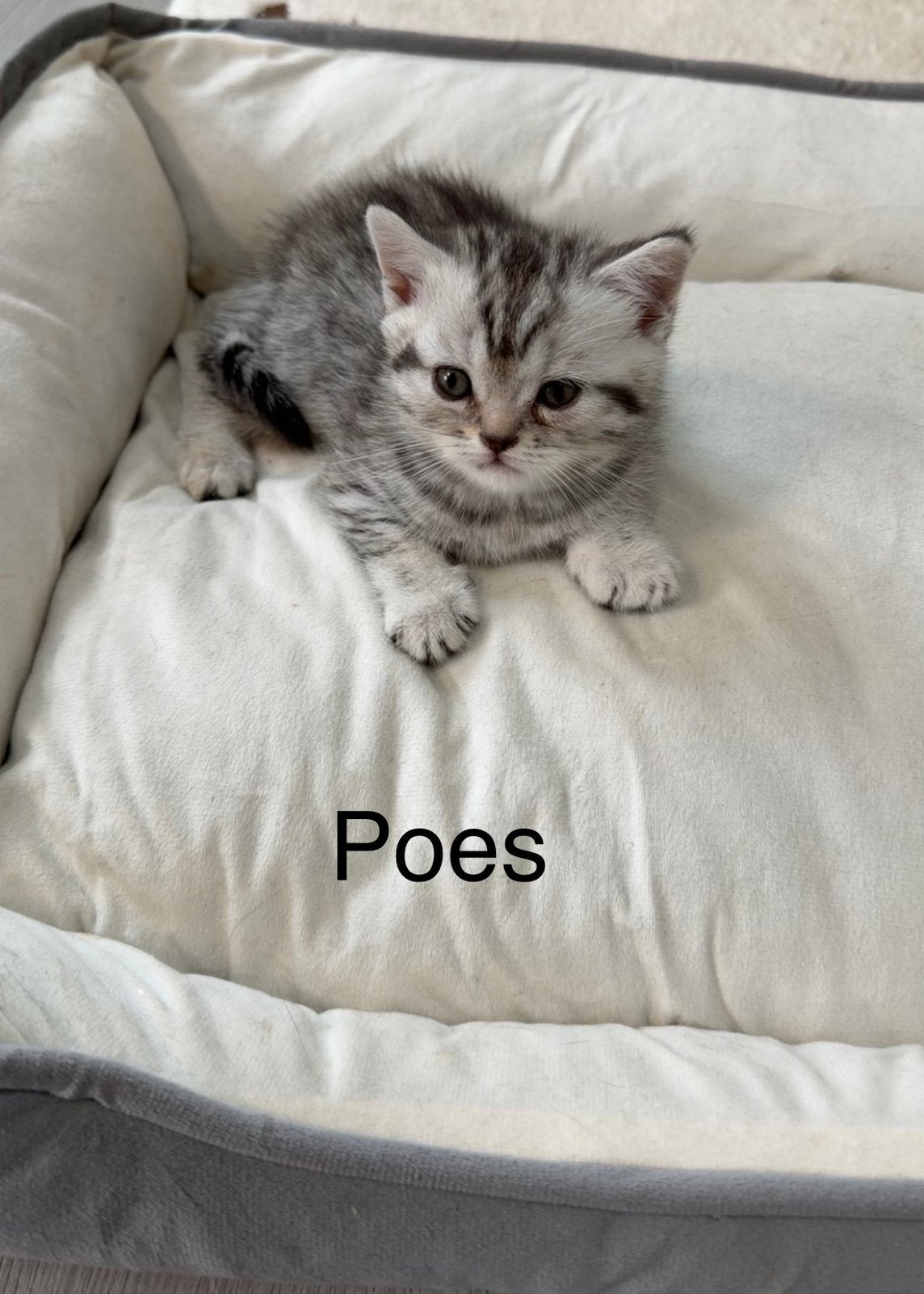 Foto 5 van Raszuivere britse korthaar kittens (exclusive kleuren)