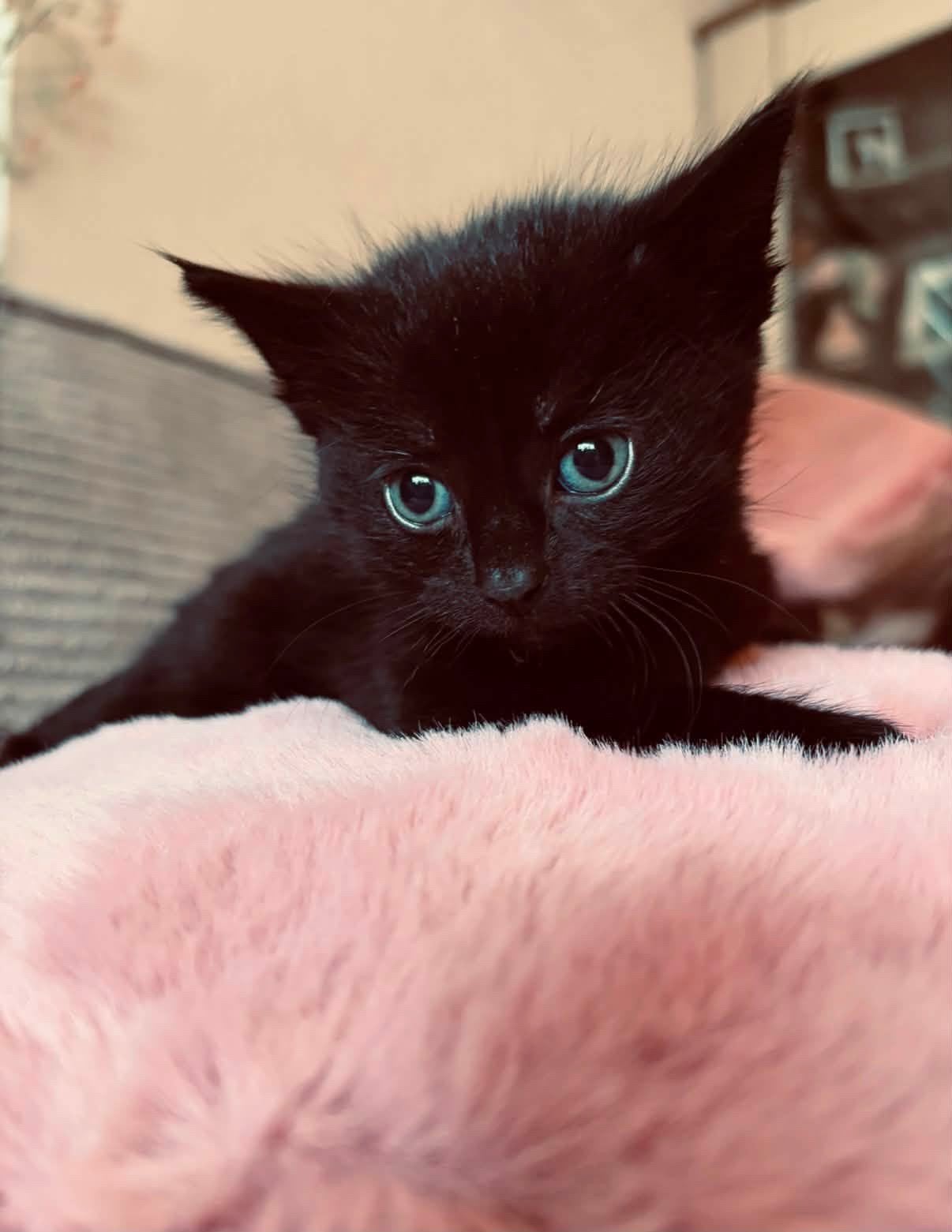 3 lieve kittens zoeken een nieuw thuis🏠, Poes