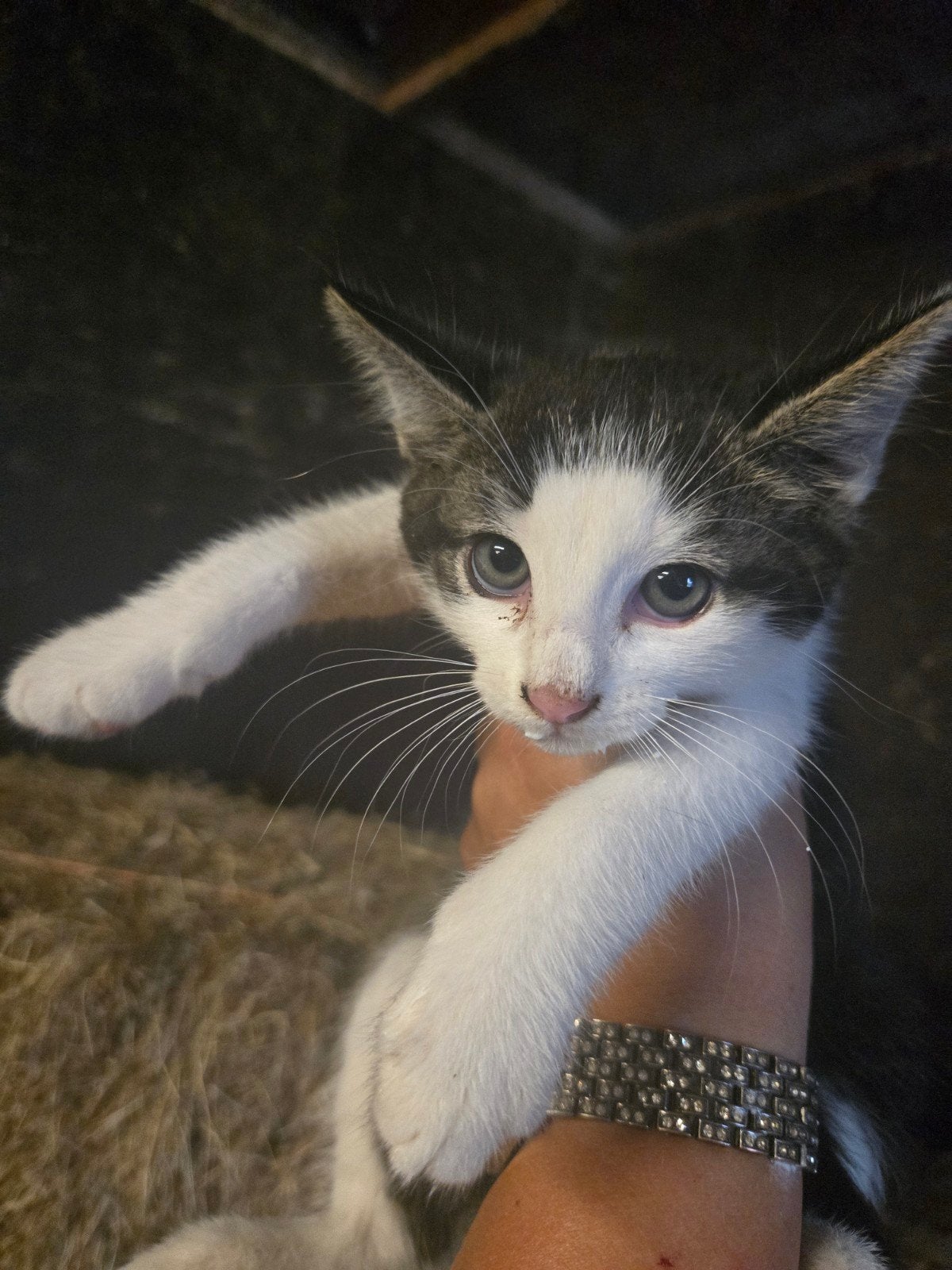 2 Schattige Fluffy Kittens, Katertjes, Kater, Langharig, 0 tot 2 jaar