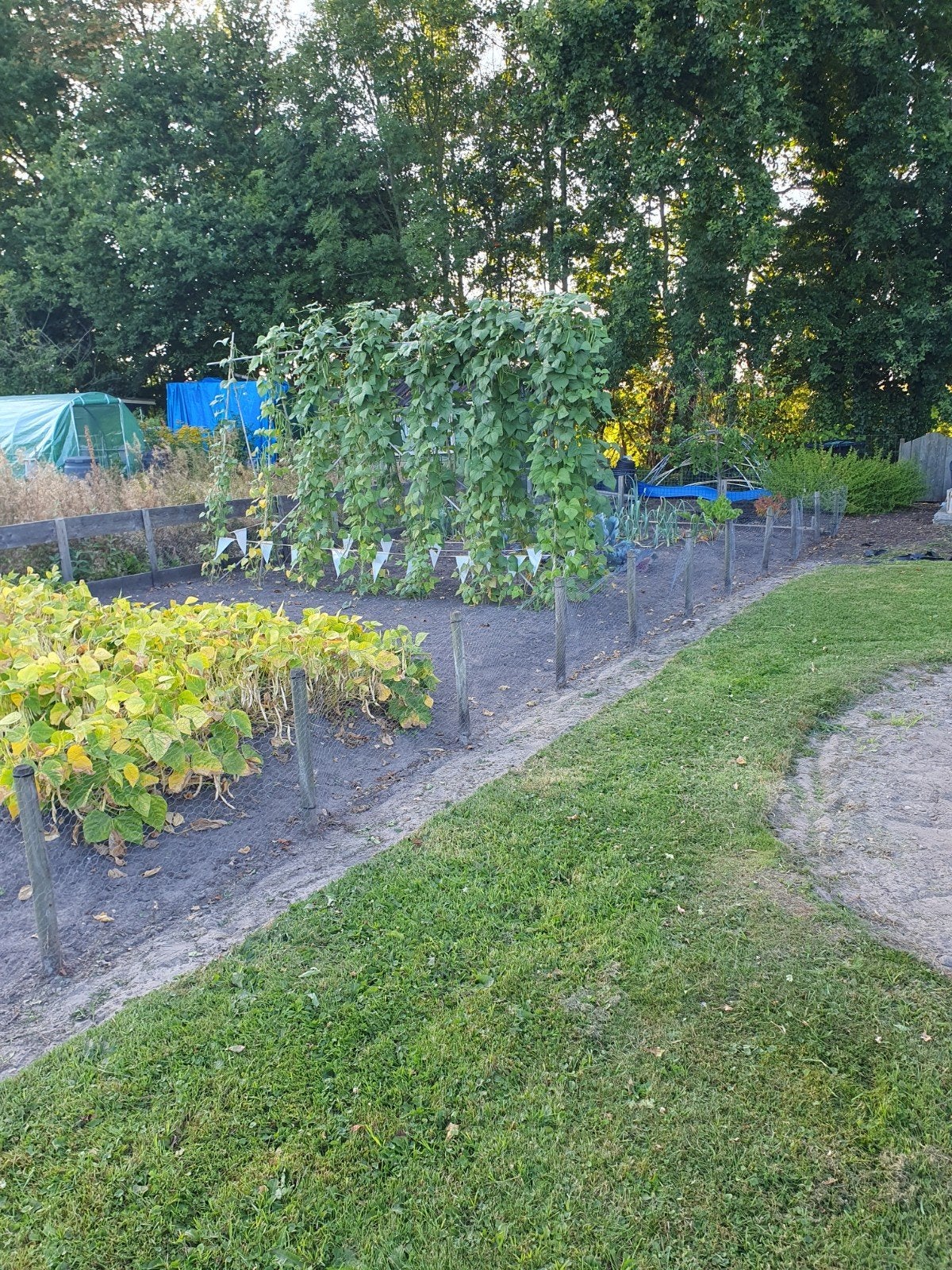 Verse groenten en aardappels uit de moestuin te koop, Ophalen