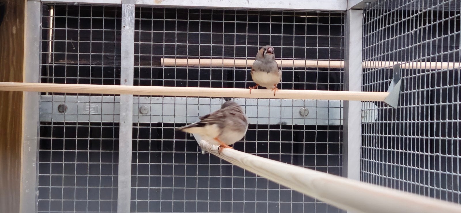 Zebra vink, Meerdere dieren