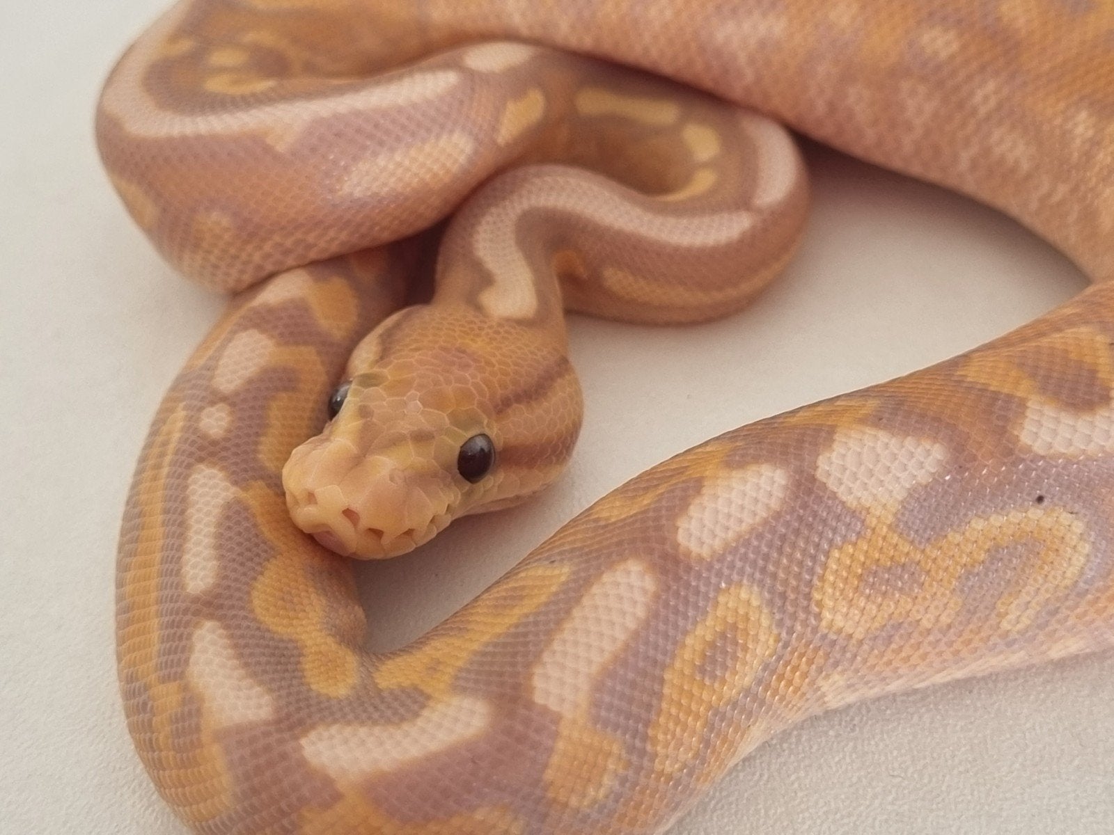 1.0 coral glow cinnamon gravel od (spotnose) het clown Ball Python - male for sale from Rocking Reptiles