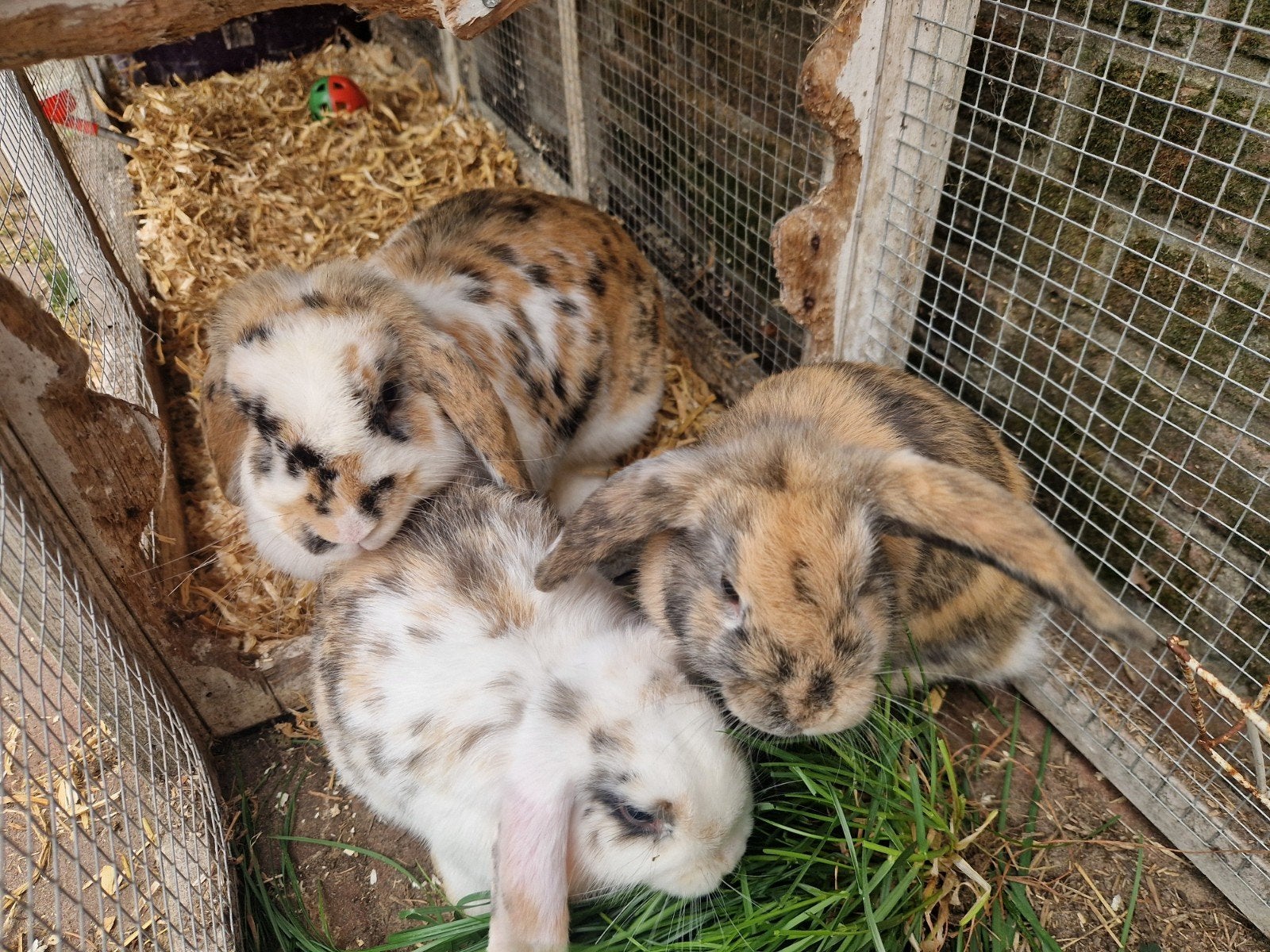 4 superlieve en mooie hangoor konijnen - 4 vrouwtjes, Vrouwelijk, Middelgroot, Hangoor