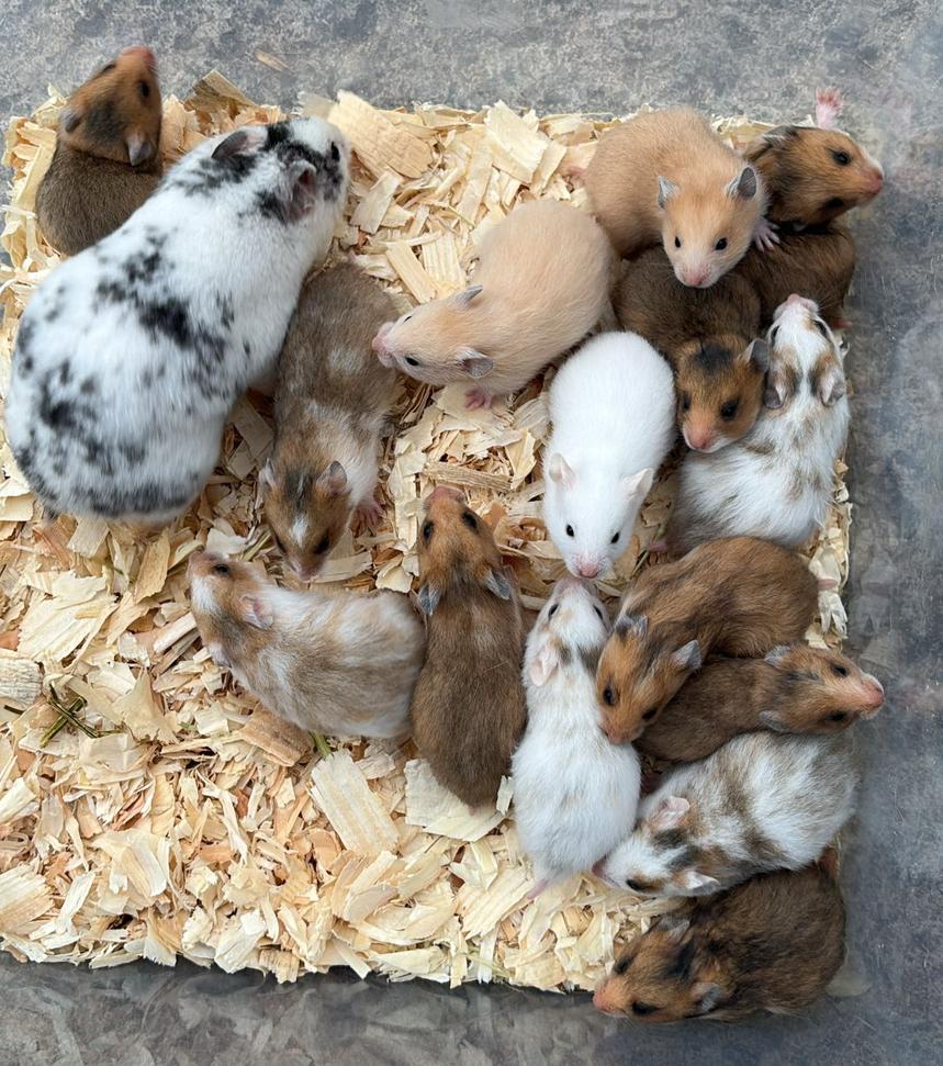 Baby goudhamsters, Dieren en Toebehoren, Hamster, April, Meerdere dieren, Tam