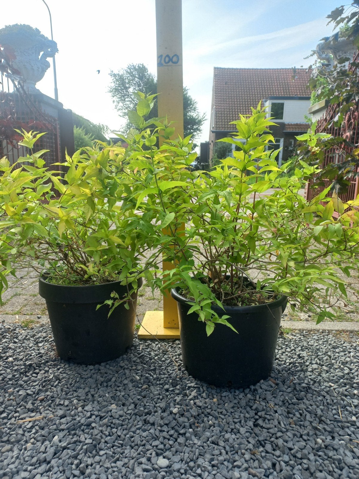 Diervilla Honeybee, Volle zon, Vaste plant, Zomer, Ophalen