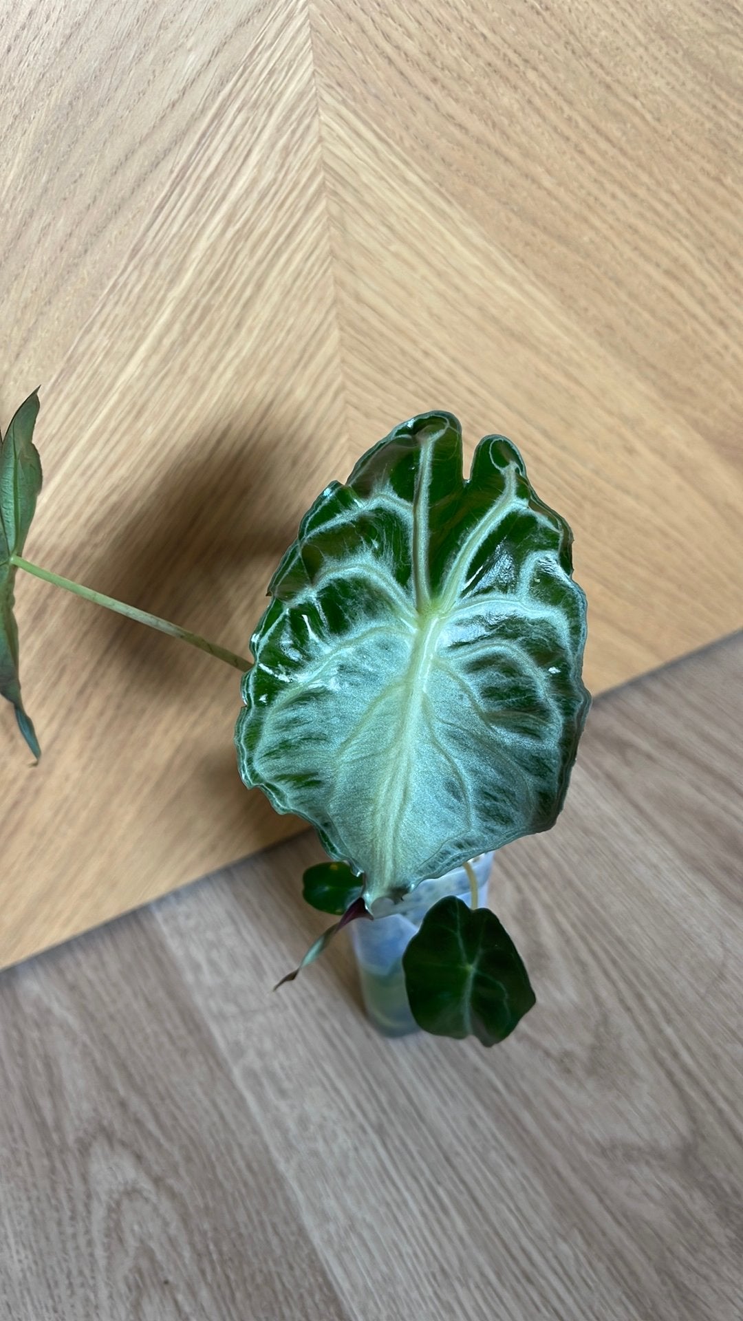 Alocasia venom, Ophalen, Overige soorten, Halfschaduw, Minder dan 100 cm