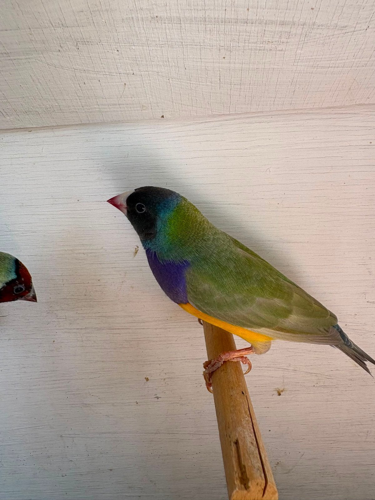 Gouldamadine koppel, Dieren en Toebehoren, Vogels | Overige Vogels, Meerdere dieren, Tropenvogel