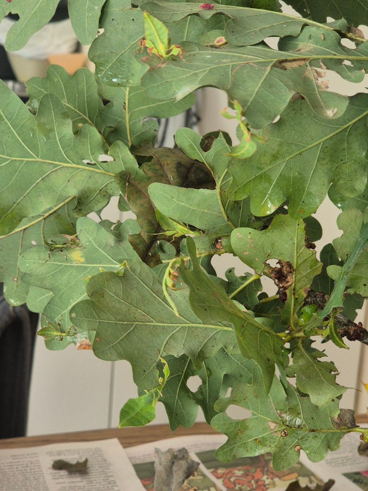 Nimfen cryptophyllium giganteum, Dieren en Toebehoren, Wandelende tak