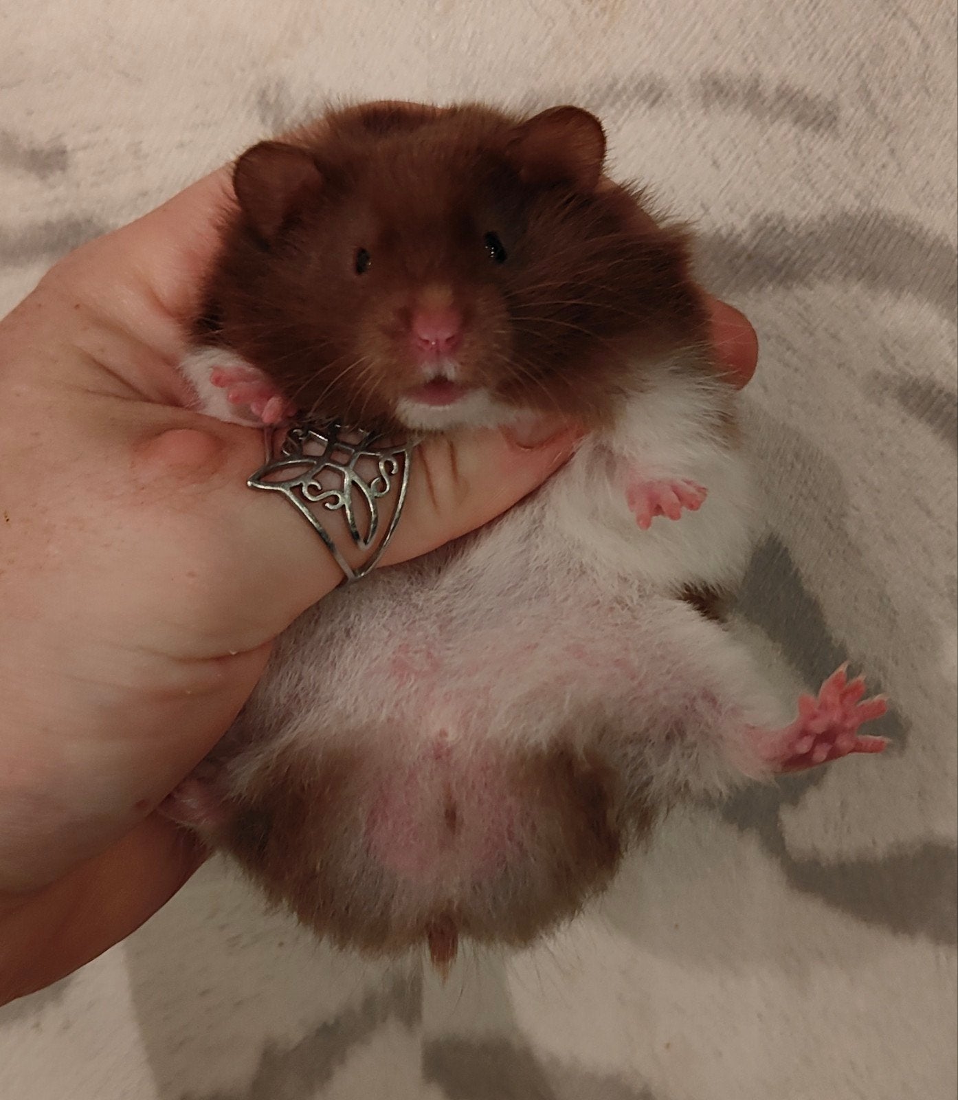 Jonge Syrische Hamsters/ Goudhamsters, Dieren en Toebehoren, Knaagdieren, Juli, Mannelijk, Hamster