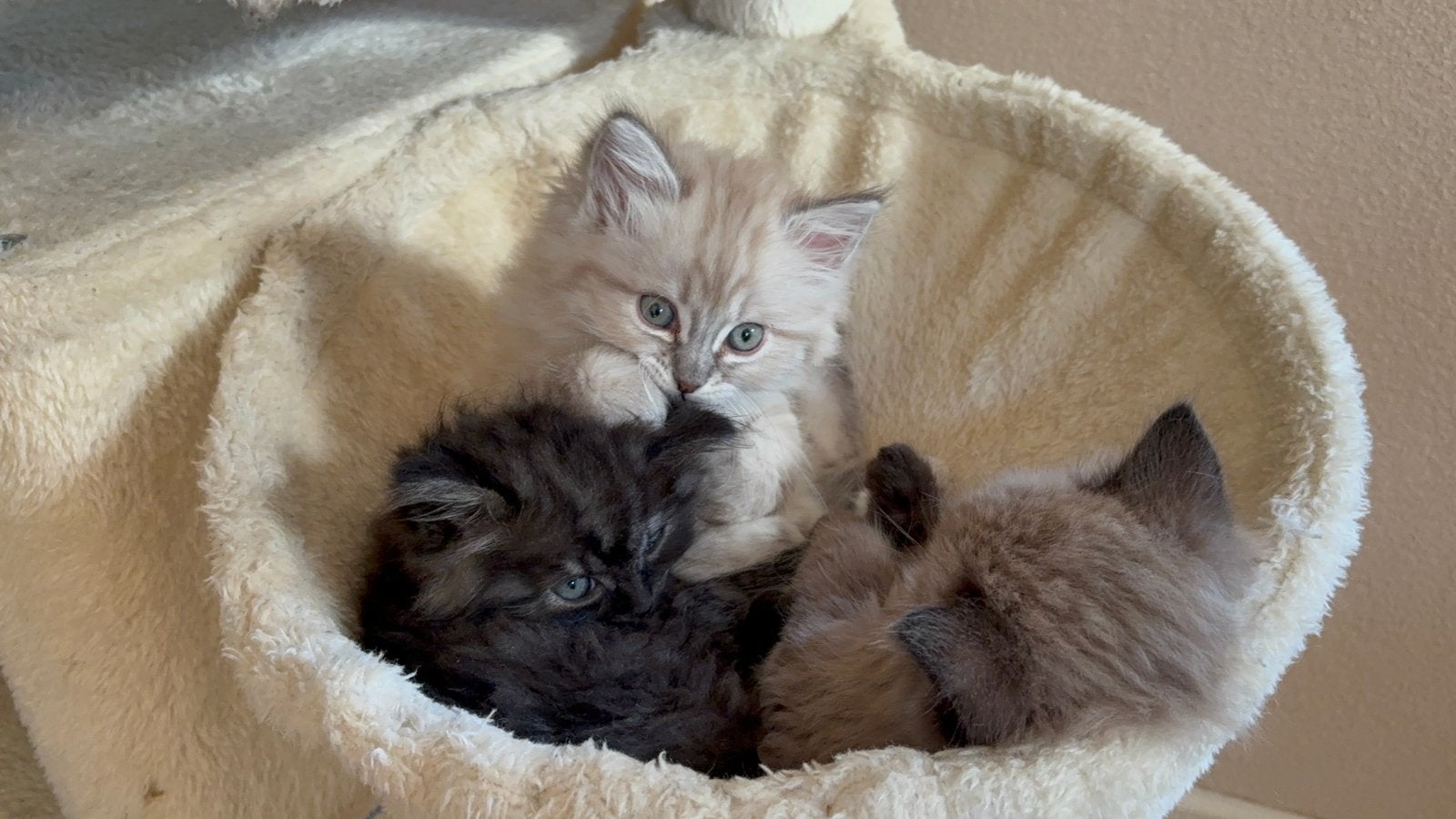 Ragdol x kittens, Geslacht onbekend, 0 tot 2 jaar