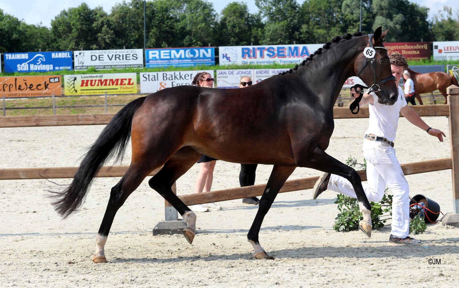 Prachtige 4 jarige drachtige merrie, Dieren en Toebehoren, Paarden, Merrie, Dressuurpaard