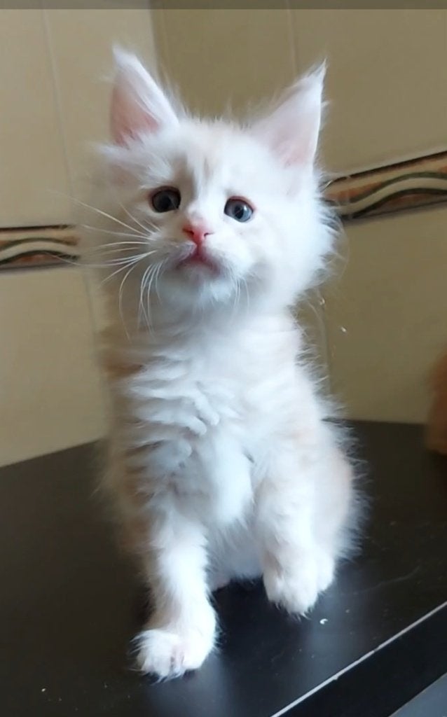 Russische Maine Coon Kittens, Dieren en Toebehoren, Katten en Kittens | Raskatten | Langhaar, Kater, Met stamboom, 0 tot 2 jaar