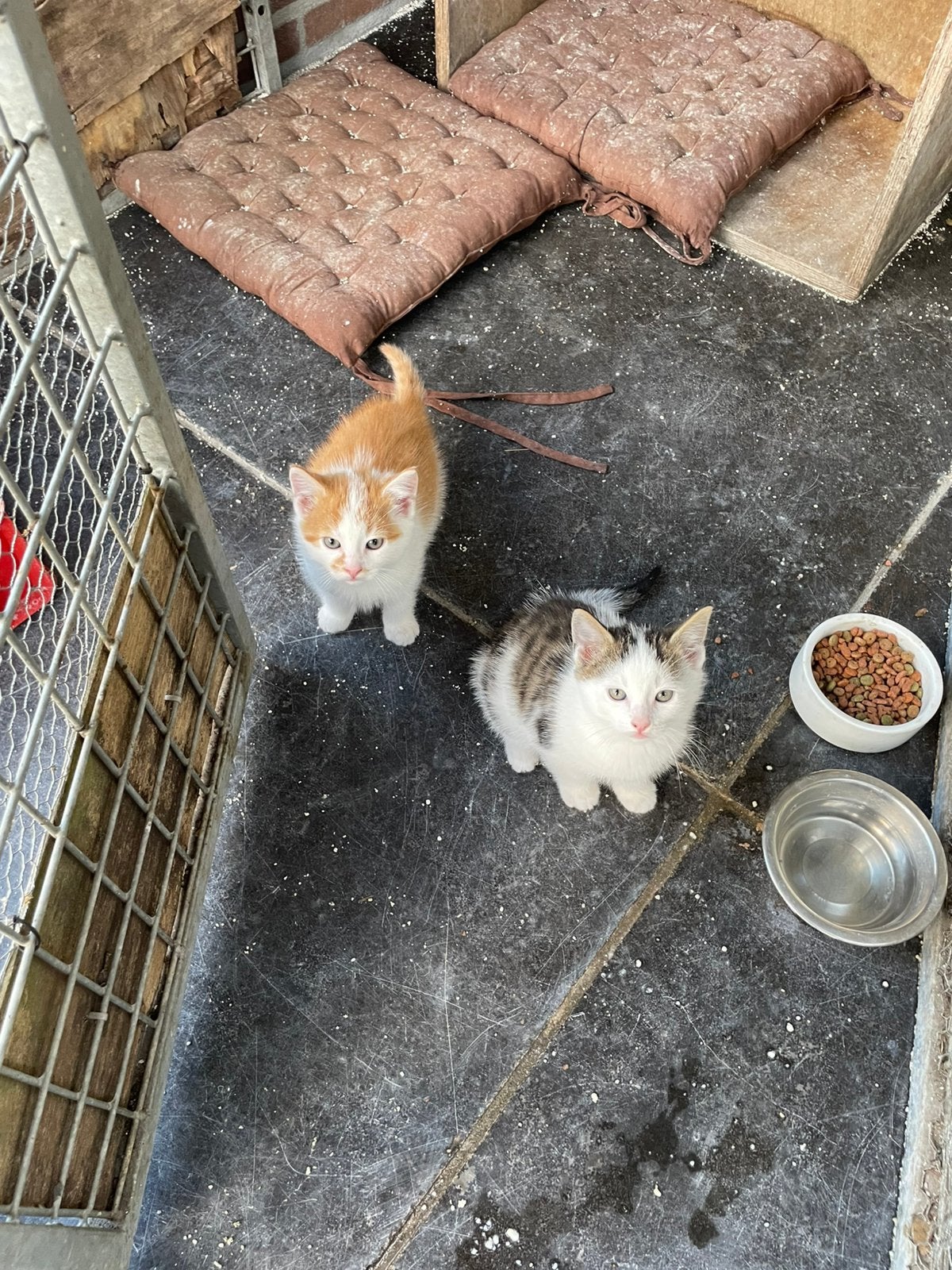 Boerderijkittens, Dieren en Toebehoren