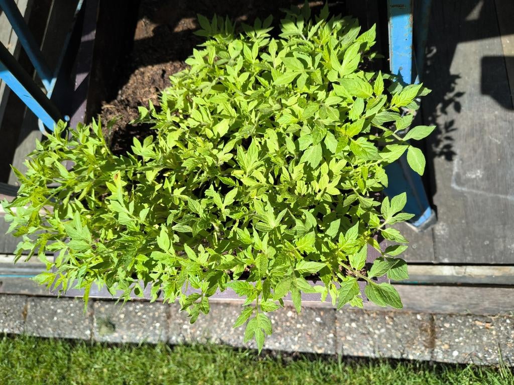 Tomatenplanten, Ophalen of Verzenden, Eenjarig, Groenteplanten, Volle zon
