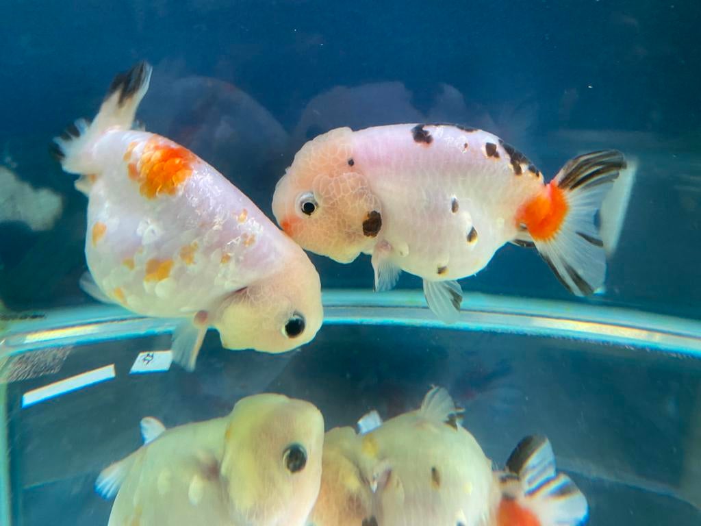 Ranchu goudvis, Vis, Zoetwatervis