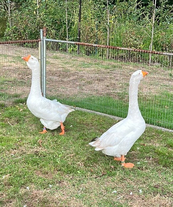 Afrikaanse knobbelganzen, Dieren en Toebehoren, Meerdere dieren, Gans of Zwaan