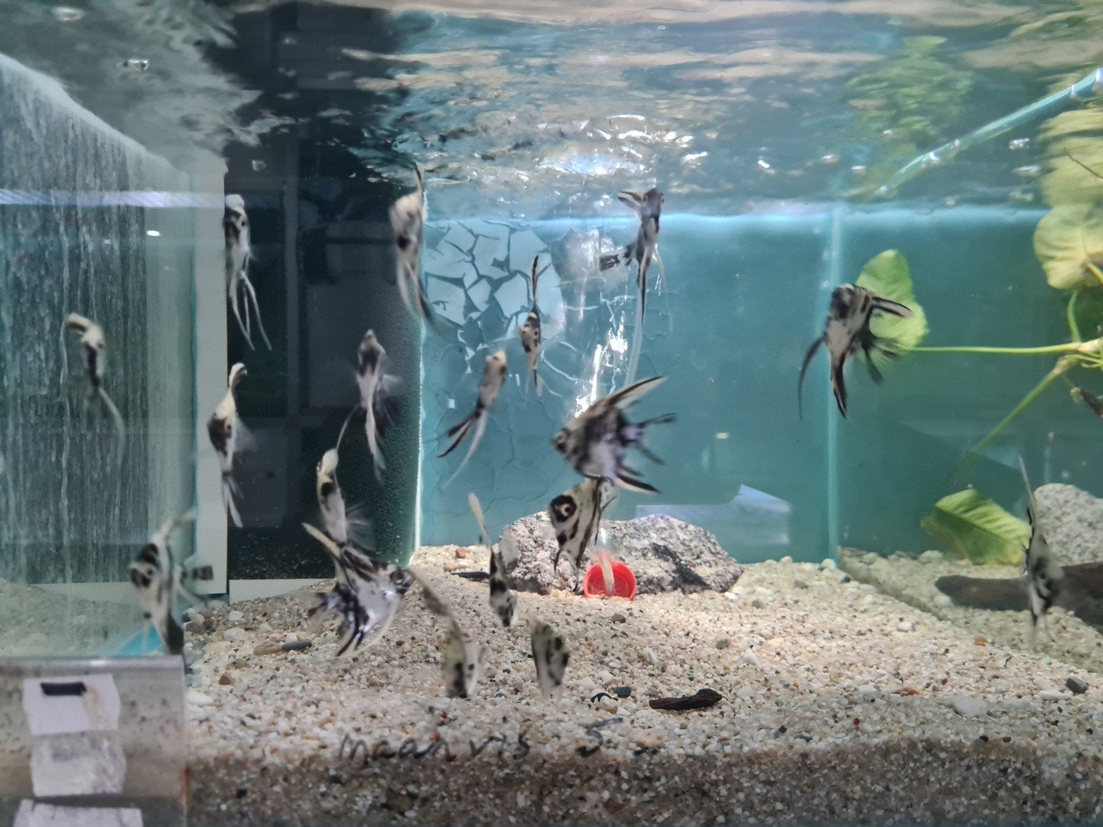 Dalmatier maanvissen, Pterophyllum Scalare dalmatin, Dieren en Toebehoren, Vissen | Aquariumvissen, Vis, Zoetwatervis