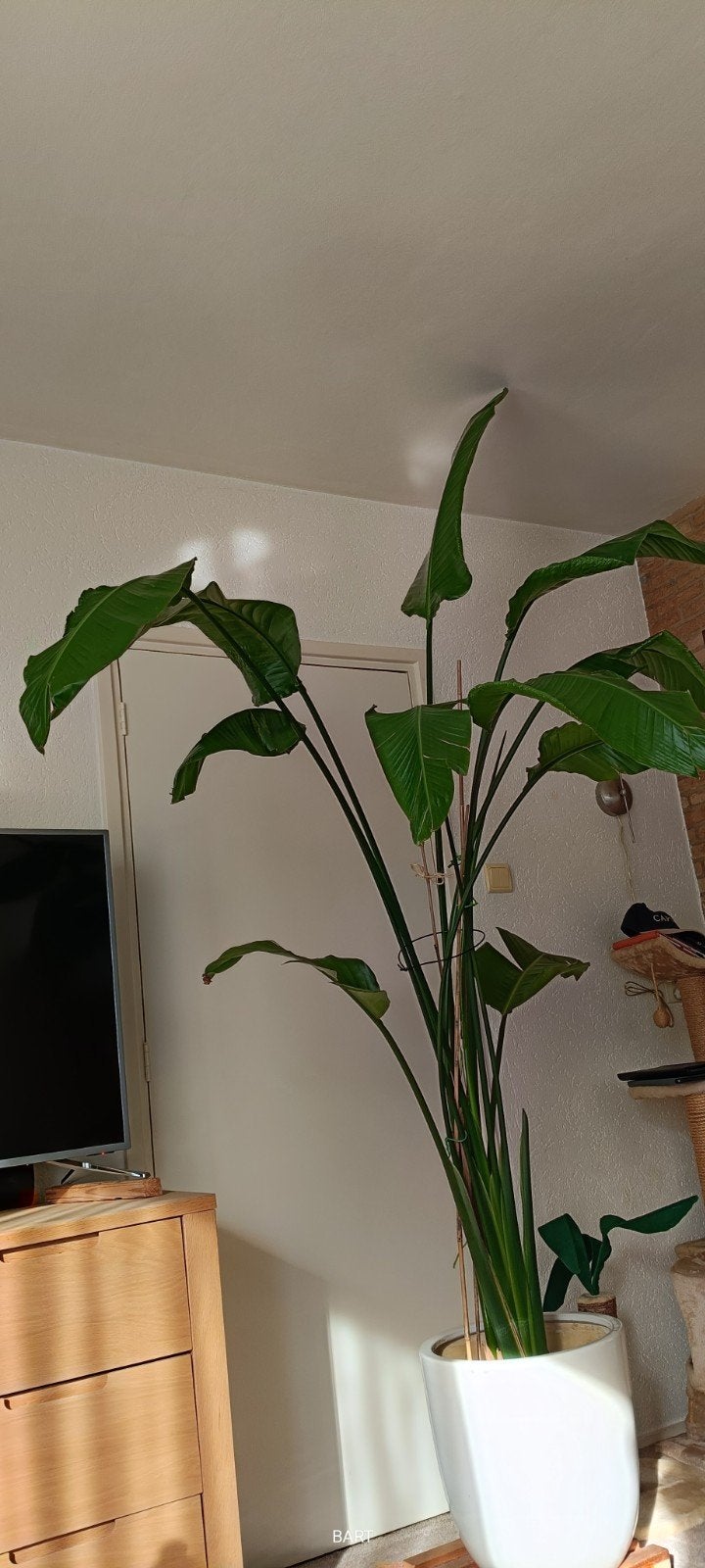 STRELITIA 2,20 ZEER MOOI, Huis en Inrichting, Kamerplanten, Ophalen