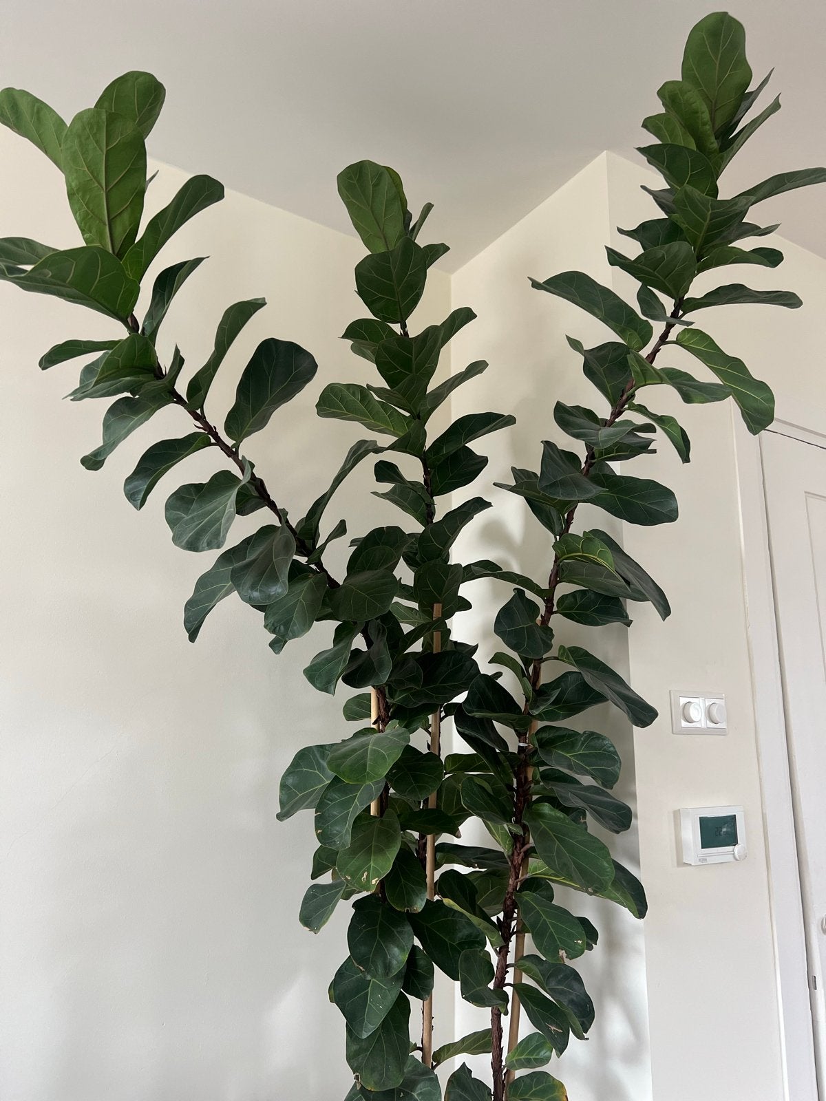 Grote Ficus Lyrata plant - 240 cm hoog, Ophalen, Ficus, 200 cm of meer, Halfschaduw
