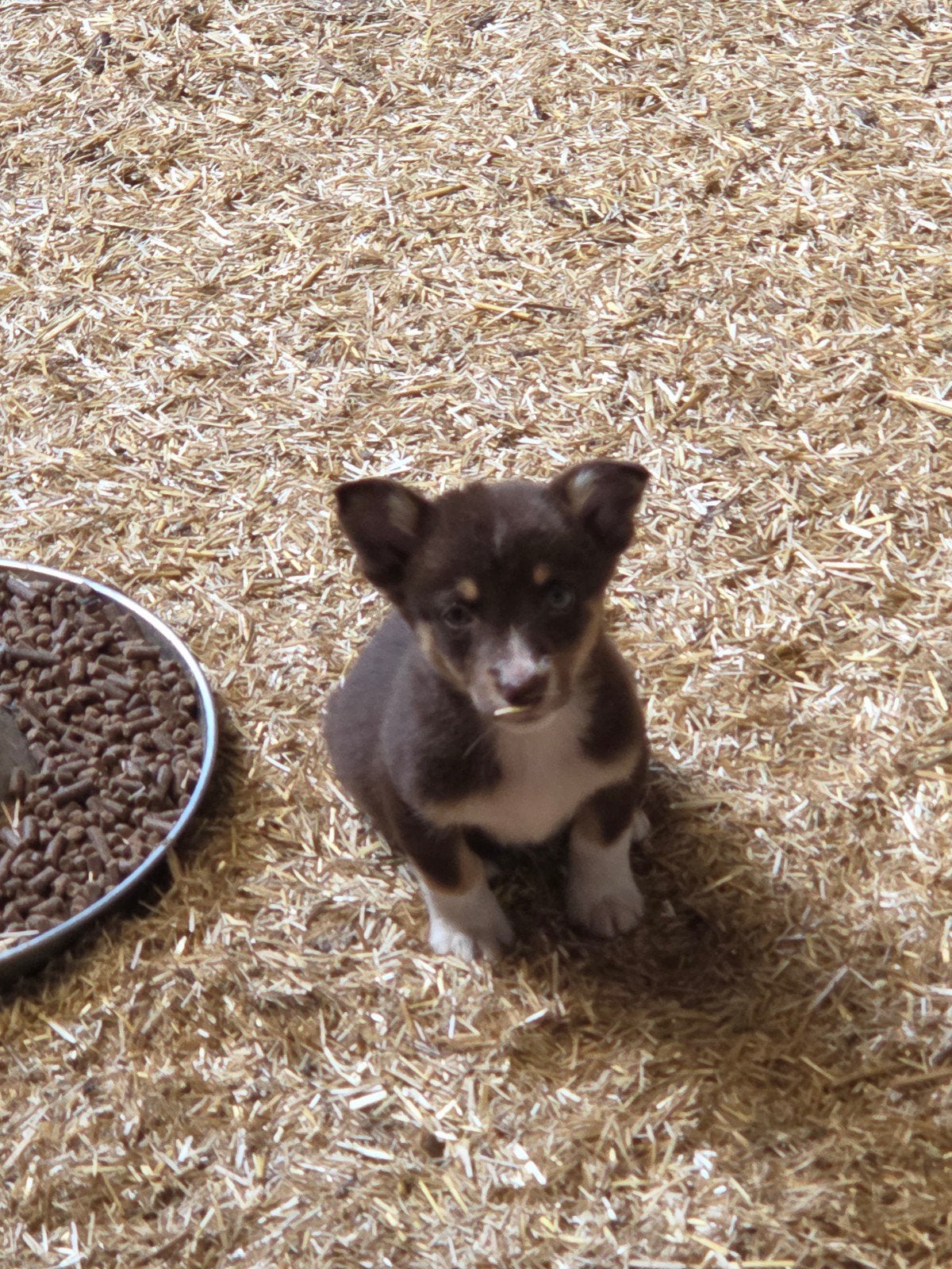 Prachtige Welsh corgi Cardigan pups, België, Fokker | Hobbymatig, CDV (hondenziekte), 8 tot 15 weken