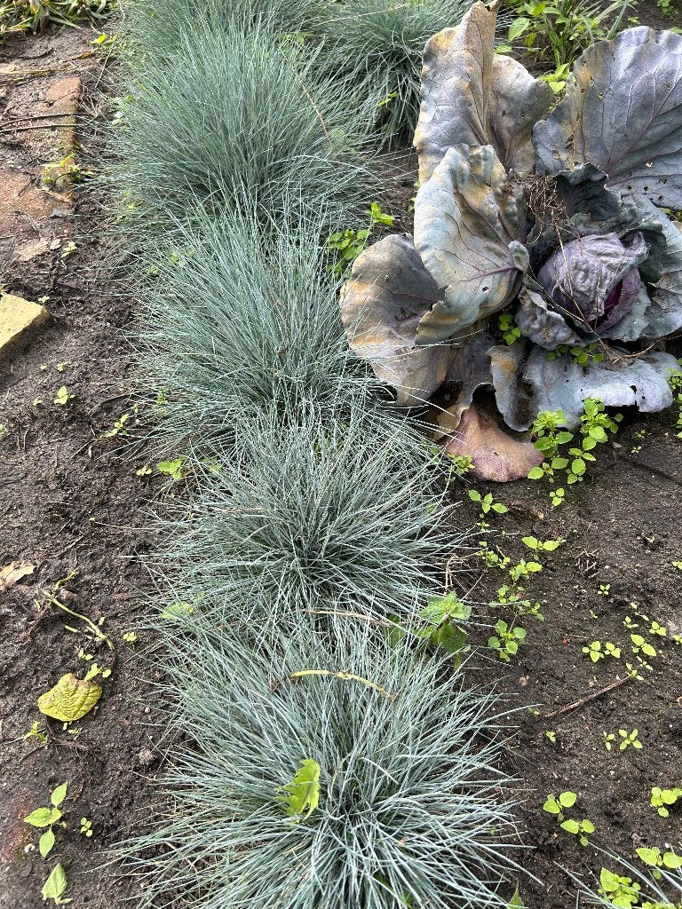 siergras, Volle zon, Vaste plant, Siergrassen, Ophalen of Verzenden