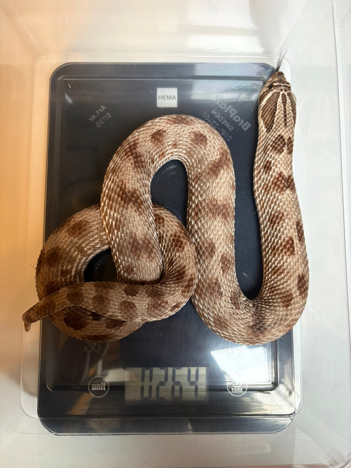 Heterodon nasicus Conda Het Hypo, Slang, 0 tot 2 jaar