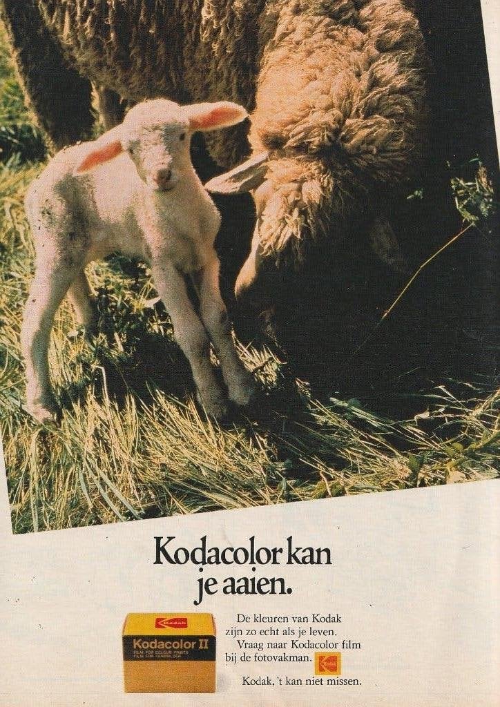 Retro reclame 1980 Kodak film levensecht lammetje schaap, Verzenden, Overige typen