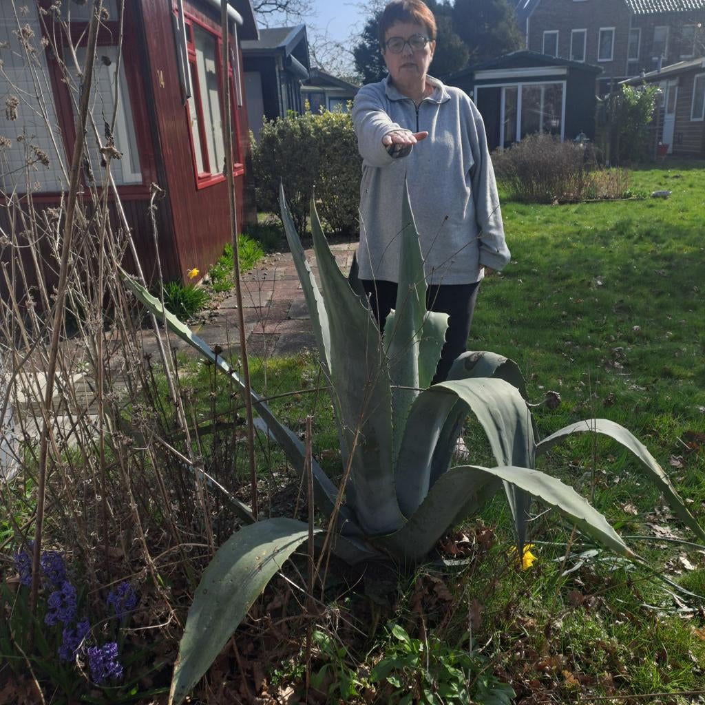 Grote winterharde Agave, Ophalen, Bloeit niet, Overige soorten, Volle zon