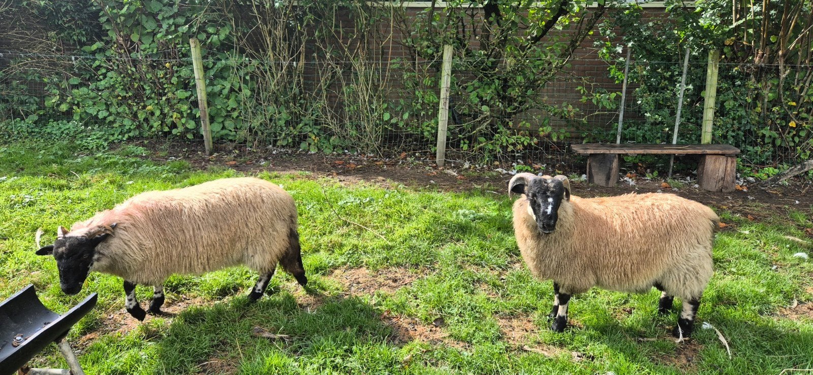 Ooi en Ram te koop Scottish Blackface, Dieren en Toebehoren, Meerdere dieren, Schaap