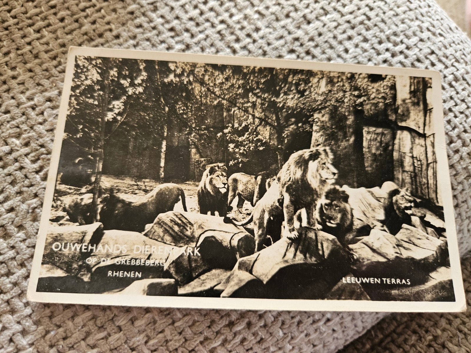 Ouwehands Dierenpark Rhenen leeuwen terras, Verzamelen, Ophalen of Verzenden, 1940 tot 1960, Gelopen, Natuur