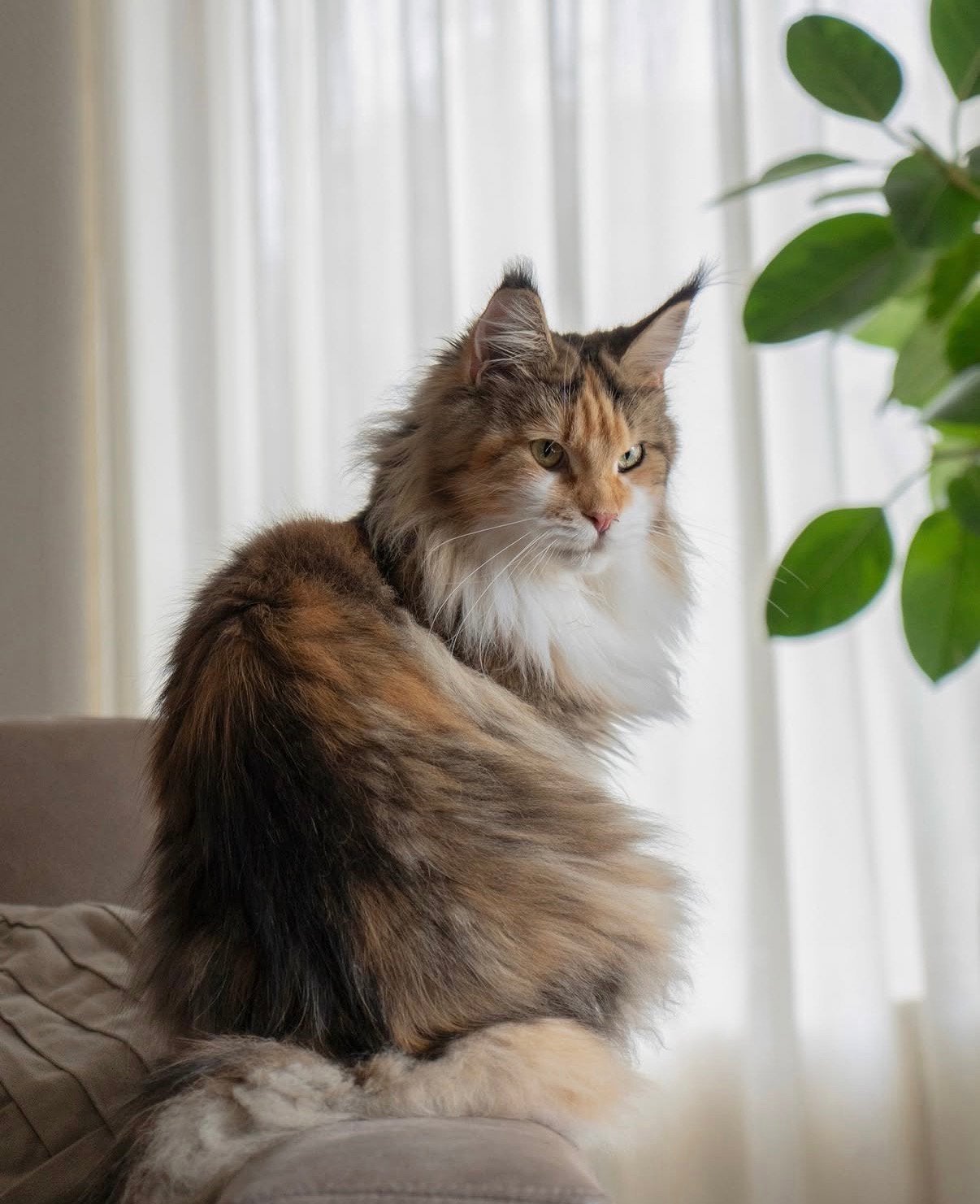 Herplaatsing | Maine coon poes met stamboom, Poes, Met stamboom, 3 tot 5 jaar