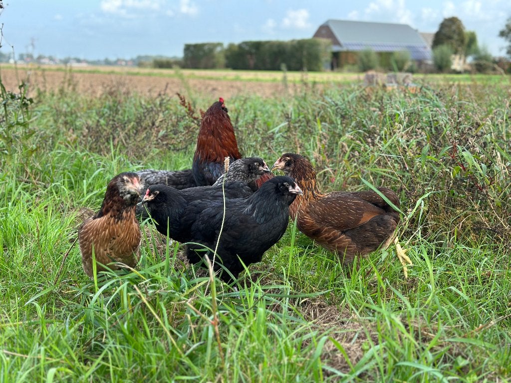 Jonge tamme Araucana kippen gesekst en ingeënt, Dieren en Toebehoren, Pluimvee, Vrouwelijk, Kip